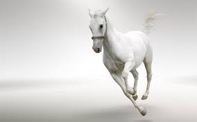 Black And White Horse Images Hd Horse Running White Hd Wallpaper Jpg 2560 1600 White Horses Horse Wallpaper Horses