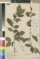 Image result for Rytigynia umbellulata