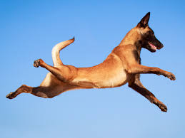 Pictures of belgian malinois dogs. America S Most Energetic Dog Breed Comes From Belgium