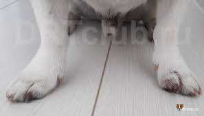 simmetrichnaya lyupoidnaya onihodistrofiya u sobak