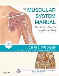 List of skeletal muscles of the human body this is a table of skeletal muscles of the human anatomy. The Muscular System Manual The Skeletal Muscles Of The Human Body Kindle Edition By Muscolino Joseph E Professional Technical Kindle Ebooks Amazon Com