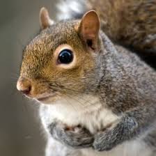 Here are tips on how to keep squirrels out of the garden, off the bird feeders, and out of the why worry about squirrels in the garden? Keeping Squirrels Out Of Fruit Trees Thriftyfun