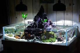 Konolua Volcano Tank Members Aquariums Fresh Water Fish Tank Turtle Tank Reef Tank