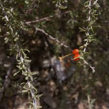 Image result for Chironia elgonensis