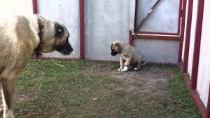 Gercek Kangal Kopek Yavrusu Sivas Kangal Kopekleri Youtube
