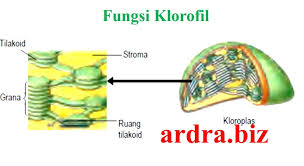Fungsi Klorofil Pada Tumbuhan Pengertian Manfaat Kloroplas Tanaman Pembahasan Contoh Soal