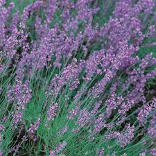 Lavender Vera Herb Seeds