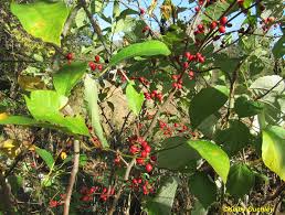 Image result for Buchnera libenii