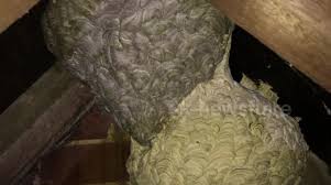 Complete the job by removing the wasp nest, particularly if it is in an attic, wall void, etc. Newsflare Ornate Wasp Nest Fused To Another Discovered In Uk House S Loft