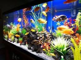 White Sand Dark Rocks Blue Background Cichlid Aquarium Fish Aquarium Decorations Aquarium Decorations