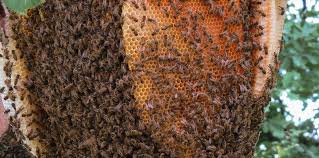 See reviews, photos, directions, phone numbers and more for the best house cleaning in gilbert, az. Bee Control Fromms Pest Control