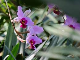 Image result for Helixanthera garciana
