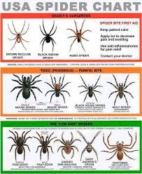 False widow spiders become a risk once again as the weather becomes warmer, leading the this can lead to some nasty infestations, and although they are not poisonous, they are scary pests. Spider Bites In Pets Black Widows Petsweekly Com