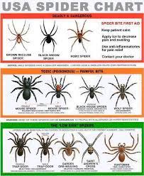 Black widow black widow spiders are found in every state except alaska, according to pet poison helpline. Spider Bites In Pets Black Widows Petsweekly Com