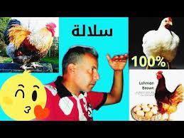 pin on تربية الدجاج