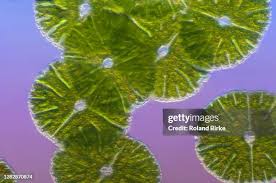 Image result for Micractis