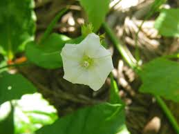 Image result for Convolvulus farinosus