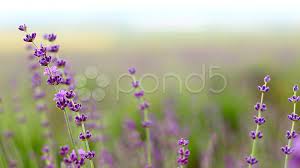 Lavender Flower Field Stock Footage Flower Lavender Field Footage Flower Field Lavender Flowers Flowers