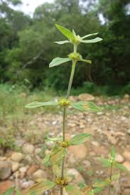 Image result for Spermacoce mauritiana