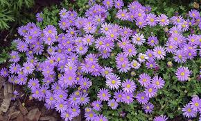 Image result for Brachycome mossambicensis