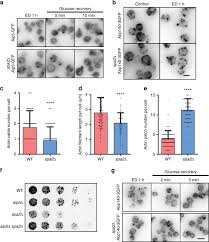 Recommended use of 3 tubes per 10 feet of. Polarisome Scaffolder Spa2 Mediated Macromolecular Condensation Of Aip5 For Actin Polymerization Nature Communications