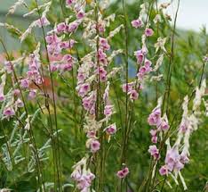 Image result for Dierama formosum × plowesii