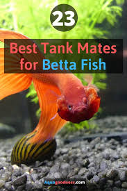 Best Tank Mates For Betta Fish In 3 5 And 10 Gallon Tank In 2020 Betta Fish Tank Mates Betta Fish Tank Betta Fish