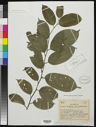 Image result for Strombosiopsis