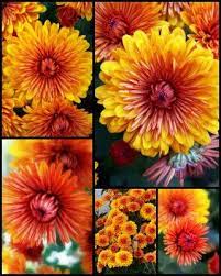 Chrysanthemum Or Mums Chrysanthemum Indicum Which Means Gold Flower In Greek Scientific Rese November Flower November Birth Flower Birth Month Flowers