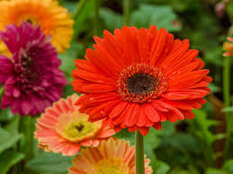 Image result for Gerbera jamesonii