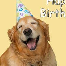 It's time to get the party started. Cute Dog Happy Birthday Card Happy Birthday Funny Dog Dog Birthday Wishes Dog Birthday