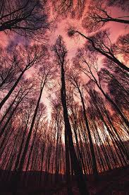 Opticallyaroused Lost Woods By Ceecore Nature Photos Beautiful Places Nature Photo