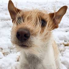 Wind In The Fur Jack Russell Scruffy Dogs Jack Russell Terrier