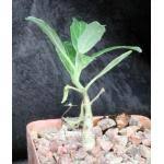 Image result for Pterodiscus aurantiacus