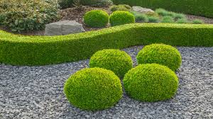 Evergreen landscapes hires the best and the brightest in the landscaping industry. Top Evergreen Shrubs Bushes For Your Garden Boxwood Affordable Lawn Care Landscaping Garden Plants Colorado Landscaping
