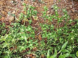 Image result for Spermacoce mauritiana