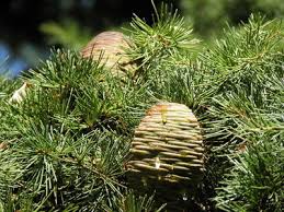 Image result for Napoleonaea septentrionalis