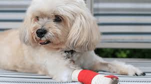 When your pet requires emergency or specialty care, there's tremendous peace of mind knowing that all the veterinary expertise you may need is in one. Pet Emergency Services Near Me 49749 Indian River Veterinary Clinic