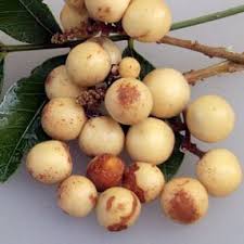 Image result for Deinbollia