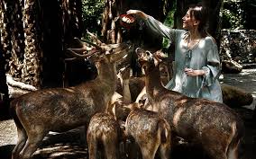 Berikut daftar harga tiket masuk taman safari prigen. Harga Tiket Masuk Bali Zoo 2020 2021 Promo Khusus Wni Domestik