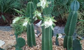 It is 93% smaller than the overall u.s. Cactus Succulent Garden