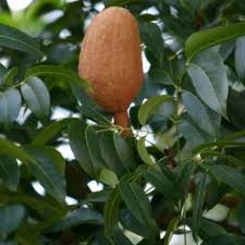 For most people mahogany fruit is not consumed directly but children must be very familiar with this fruit. Vibex Mahogany Tree Seed Price In India Buy Vibex Mahogany Tree Seed Online At Flipkart Com