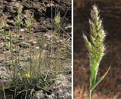 Image result for Polypogon