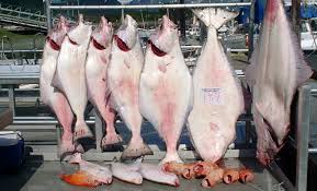 Please call us for current prices and options. Valdez Alaska Halibut Fishing Destination Articles Fish Alaska Magazine