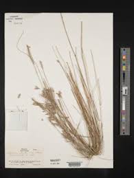 Image result for Elionurus muticus