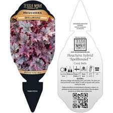 This mesmerizing coral bell has silver leaves with almost black veins, imbued with pink highlights in cooler weather (spring and fall). Heuchera Spellbound Terra Nova Nurseries Inc