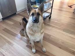 Check spelling or type a new query. Holy Cow Remember Komorebi We Rescued Miracle German Shepherd Dog Rescue Of Maine Facebook