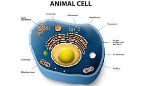 Maybe you would like to learn more about one of these? What Are The Differences Between Plant Cells And Animal Cells Worldatlas