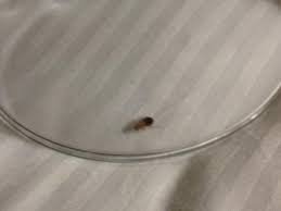 Bed Bug Baby Cockroach That I Trapped Under A Glass Picture Of Hilton Chicago Tripadvisor