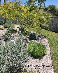 Lemon Lime Retama Trees In Bloom Xeriscape In Bloom At Wells Branch Community Garden Digging In 2020 Xeriscape Community Gardening Waterwise Garden